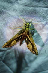 Xylophanes ceratomioides