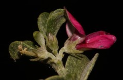 Indigofera obcordata