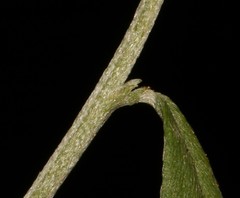 Indigofera obcordata