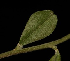 Indigofera obcordata