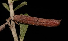 Indigofera obcordata