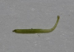 Indigofera obcordata