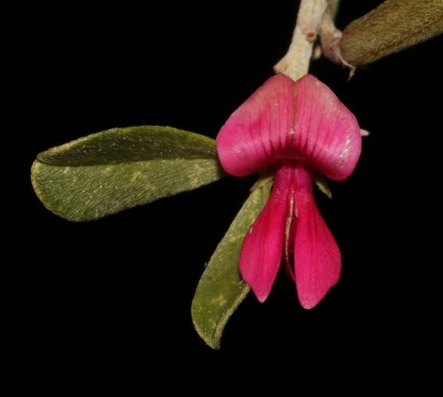 Image of Indigofera obcordata by (c) Brian du Preez, some rights reserved (CC BY-SA)