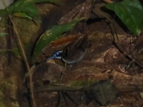 Ferruginous-backed Antbird (Myrmoderus ferrugineus), photo 3