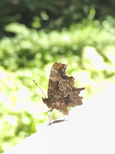 European Comma