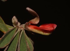 Indigofera sessiliflora