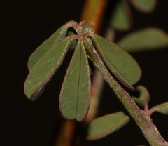 Indigofera sessiliflora