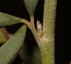 Indigofera sessiliflora
