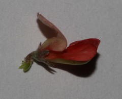 Indigofera sessiliflora