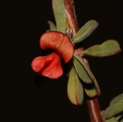 Indigofera sessiliflora