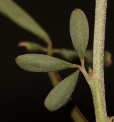Indigofera sessiliflora