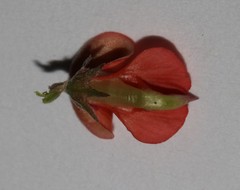 Indigofera sessiliflora