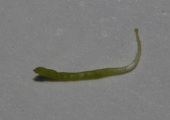 Indigofera sessiliflora