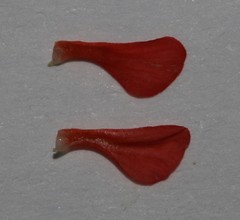 Indigofera sessiliflora