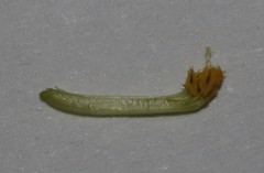Indigofera sessiliflora