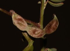 Indigofera sessiliflora