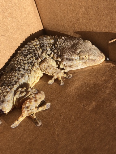 Moorish Gecko