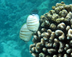 Chaetodon multicinctus