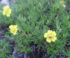 Potentilla biflora