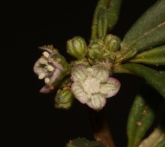 Gisekia pharnaceoides