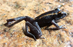 Pristimantis gaigei