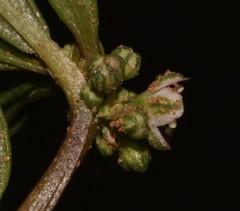 Gisekia pharnaceoides