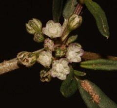 Gisekia pharnaceoides