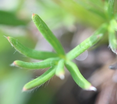 Potentilla biflora