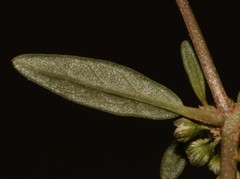 Gisekia pharnaceoides