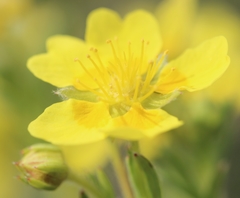 Potentilla biflora