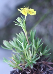 Potentilla biflora