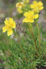 Potentilla biflora