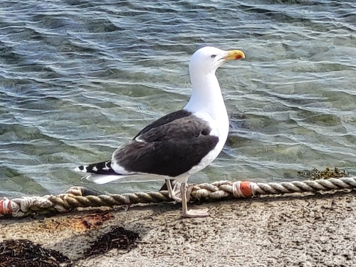 Great Black-backed Gull