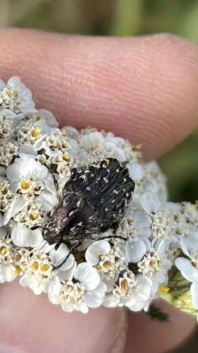Mediterranean Spotted Chafer