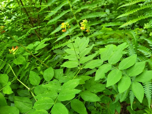 ochre-colored vetchling
