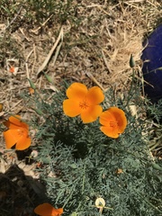 Eschscholzia californica