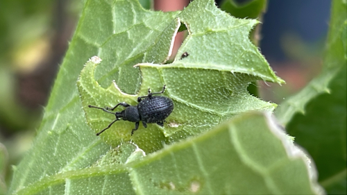 Schwarzgekörnter Dickmaulrüssler
