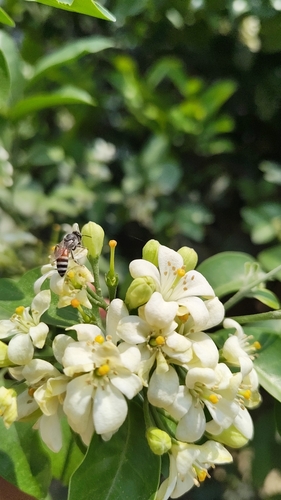 Red Dwarf Honey Bee
