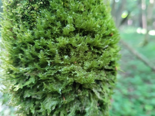 shingle moss