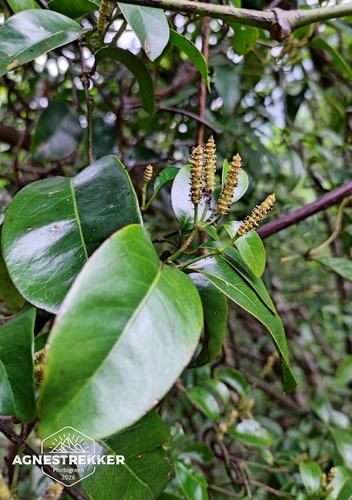 Gnetum parvifolium observed 2026-06-10