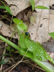 Pterocolus ovatus