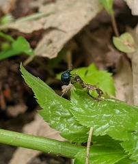 Pterocolus ovatus