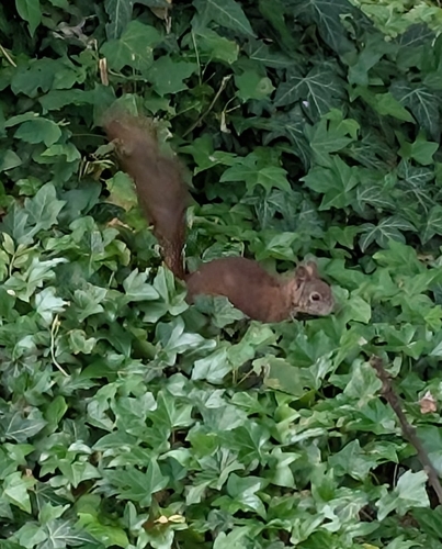 Eurasian Red Squirrel