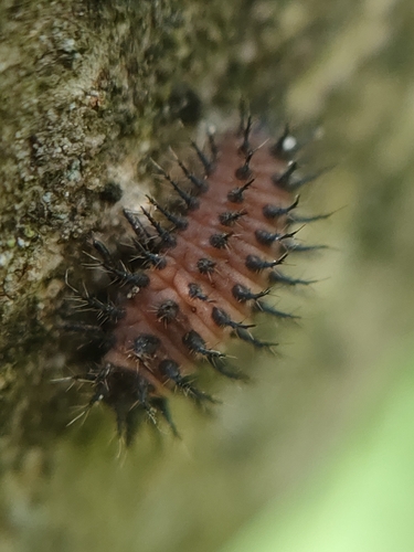 Kidney-spot Ladybird
