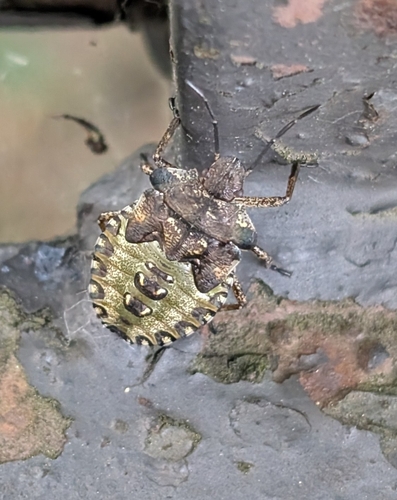 Forest Bug