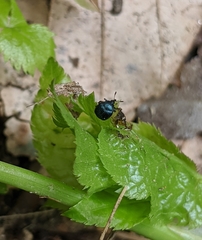 Pterocolus ovatus