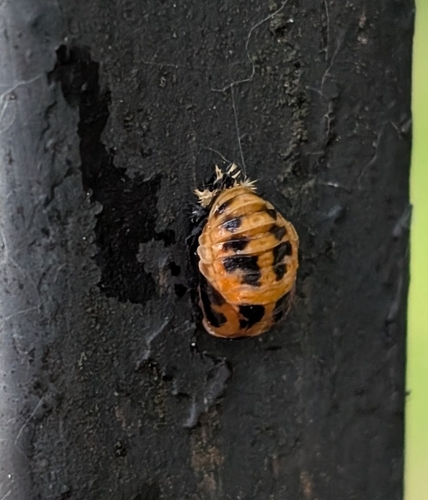 Asian Lady Beetle