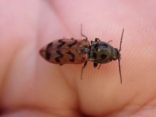 iNaturalist observation photo of Pseudanostirus