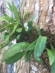 Microgramma lycopodioides