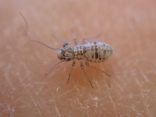 iNaturalist observation photo of Mesopsocus unipunctatus